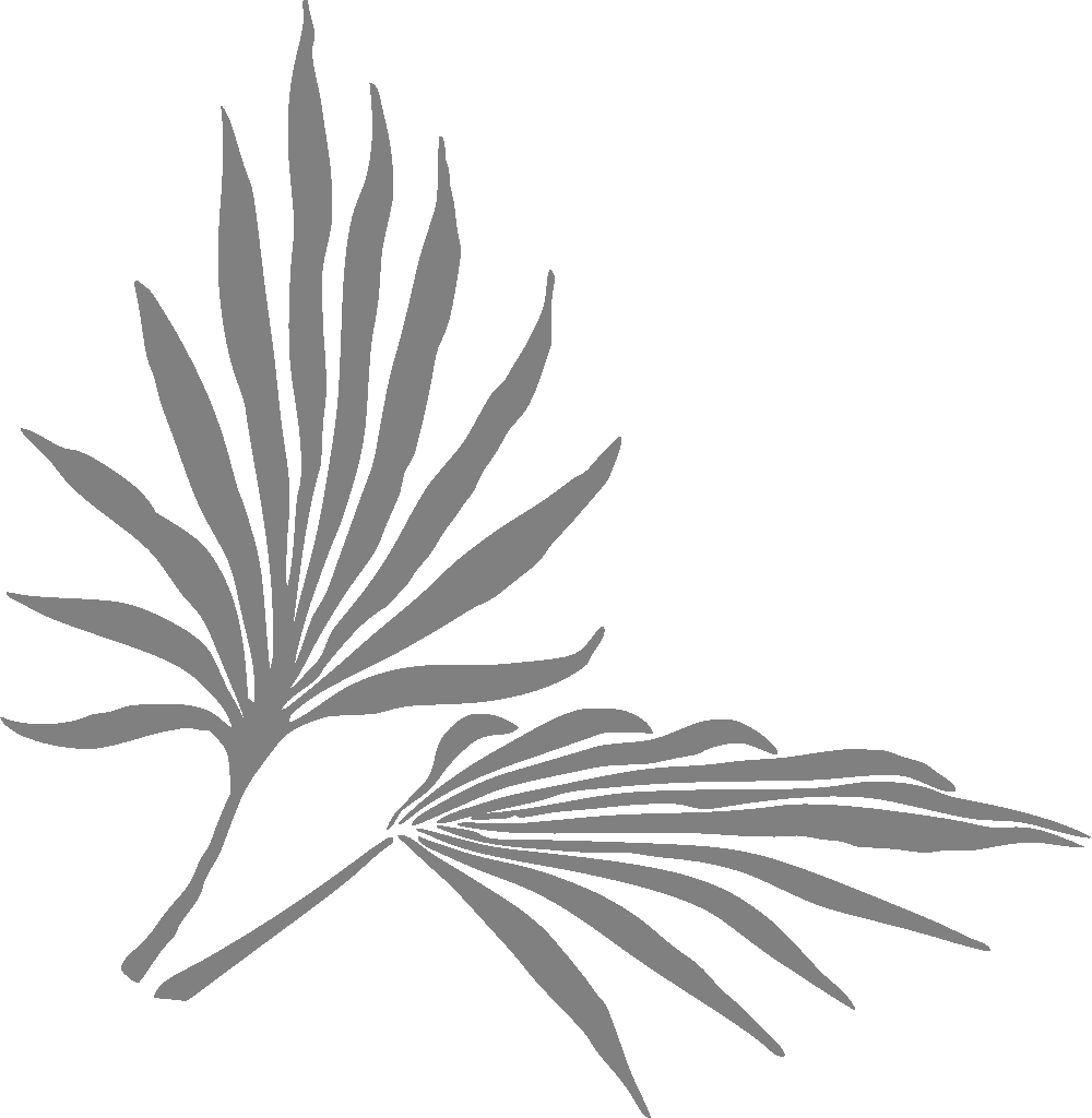 palm leaf